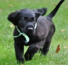 ChanelSea - Dogzer dog breeder 