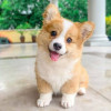 Jennie_star - Dogzer dog breeder 