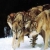 Canis Lupus Gens (RP)