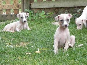 Bebe Hermine Whippet Dog