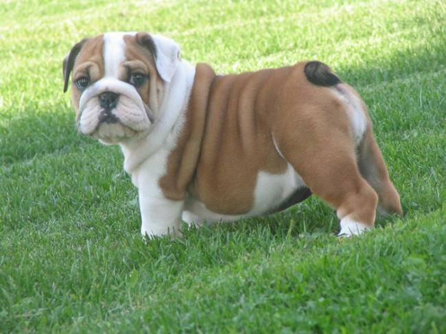 India Bouledogue Anglais Elevage Doreval Bulldog Dog