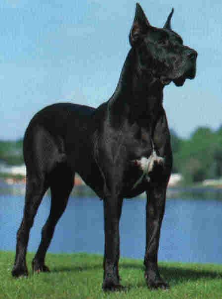 king great dane