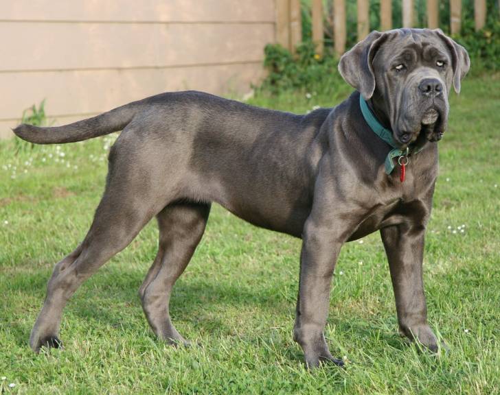 Mâtin Napolitain Neapolitan Mastiff Dog