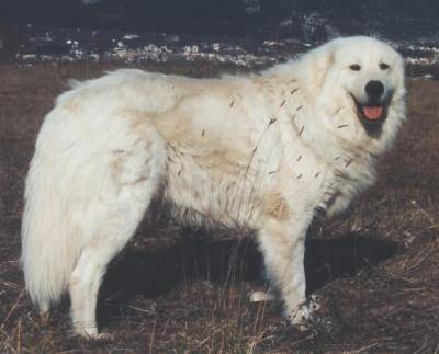 Berger De Maremme Abruzzes Abruzzese Mastiff Dog