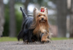 Yorkshire Terrier picture