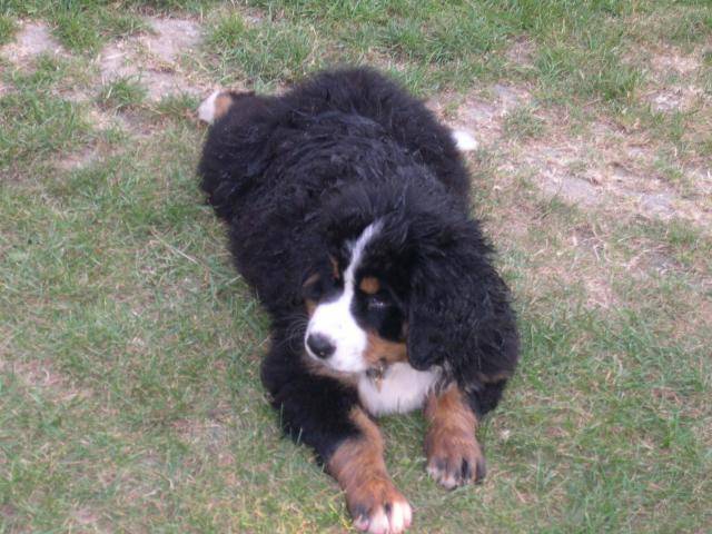 bernese hound