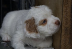 Clumber Spaniel picture