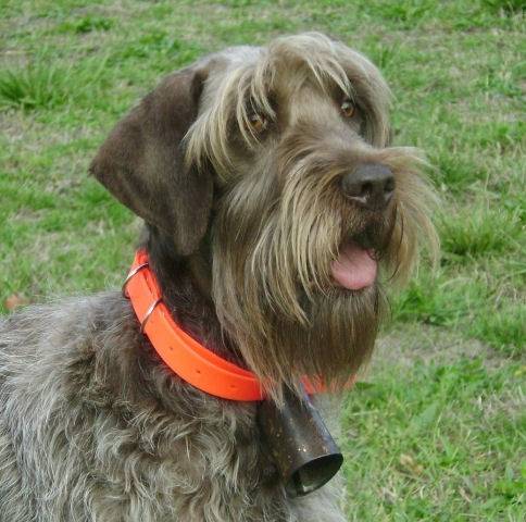 Korthals: Wirehaired Pointing Griffon Dog