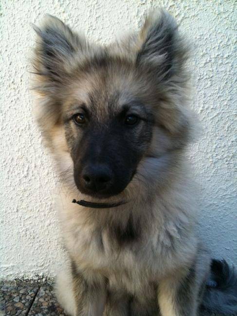 Shunke Spitz Loup 4 Mois German Spitz Dog