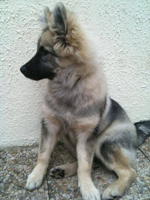 Shunke Chiot Spitz Loup German Spitz Dog