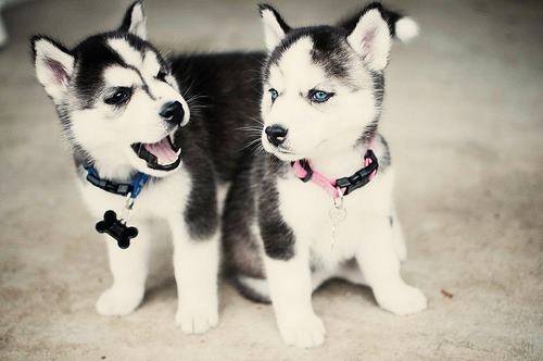 Husky Siberian Husky Dog