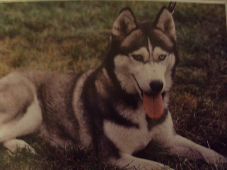 fawn siberian husky