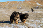 Mongolian Bankhar picture