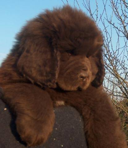 Chocolat C Est Le Bebe De Keira Newfoundland Dog