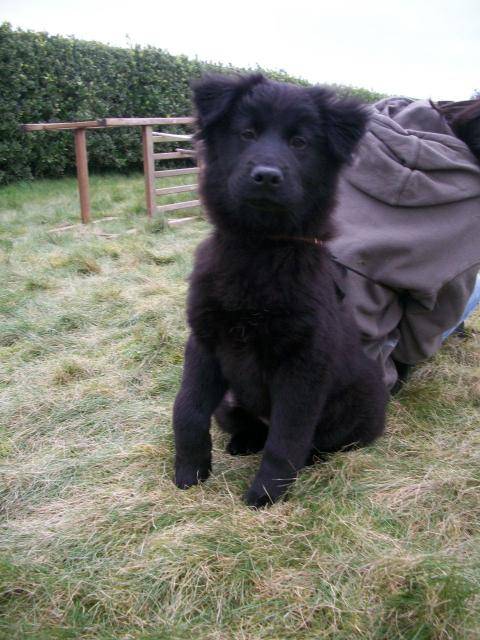 Chowchow Croise Terre Neuve Anouck Newfoundland Dog