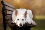 White Shepherd Dog picture