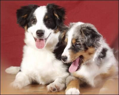 Berger Australien Miniature Miniature Australian Shepherd Dog