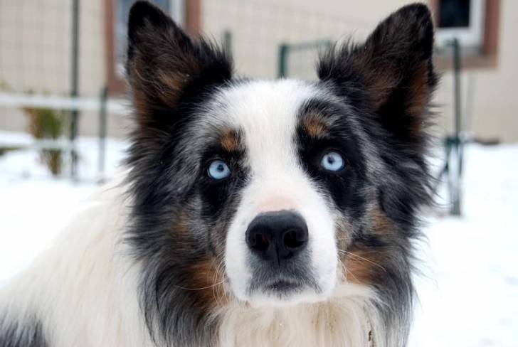 Blue Eyes: Border Collie Dog