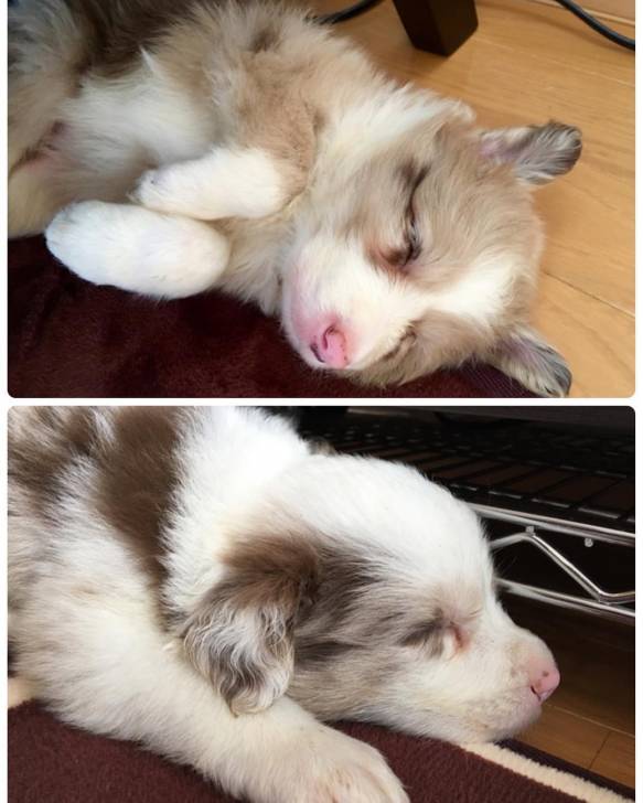 Galio Et Yena Bebe Border Collie Dog