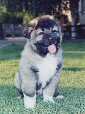 Berger Du Caucase Caucasian Shepherd Dog Dog