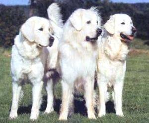 Berger Polonais De Podhale Polish Tatra Sheepdog Dog