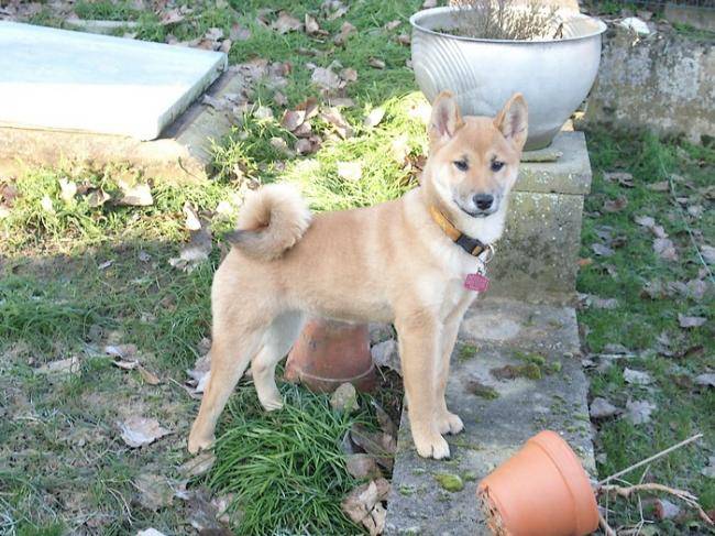 Akimi Shiba Inu Femelle De 5 Mois Shiba Inu Dog