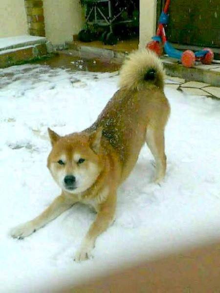 Nagari 13 Ans Shiba Inu Shiba Inu Dog