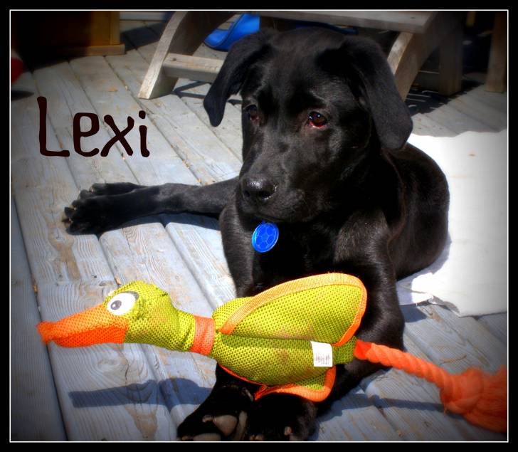 Lexi - (1 year)