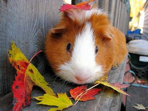 bugsy guinea pig